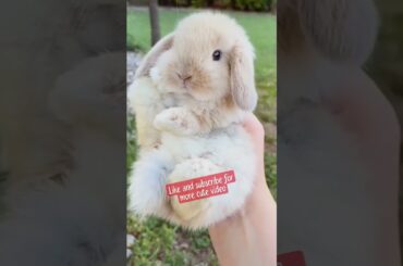 so cute  #rabbit #pets