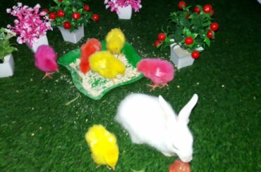 WATCH These Cute Bunny rabbits play with colour chicks in a video!
