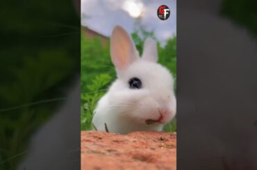Lovely Cute Bunny #cute #shorts #youtubeshort | Goto Fun