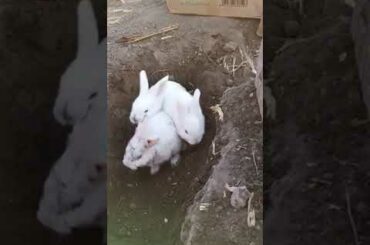 Rabbit baby, mom didn't come back and the door was all open because the rabbit inside made me sell i