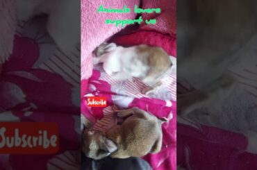 Cute bunny dugging #cuterabbit #funnyrabbitvideos