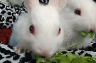 Adorable baby rabbit feeding