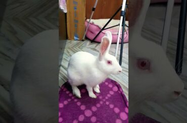 Cute Rabbit Video #shorts #christmas #rabbit #bunny #ytshorts @binkybunnysway943 @viralhog