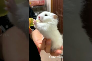 cute rabbit baby#rabbitbabies #rabbitlovers #viral #animal #viralshorts