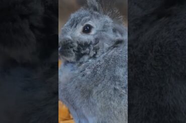 cute bunny #hewan #bunny #cuteanimals