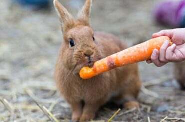 Cute Rabbit Eating Carrot - Rabbit Eating Carrot