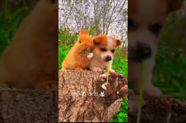 cute rabbit and dog #rabbit #doglover #rabitdog #puppy