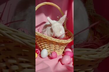 Cute Rabbit with colourfull eggs#shorts#rabbit#animals#eggs#funny