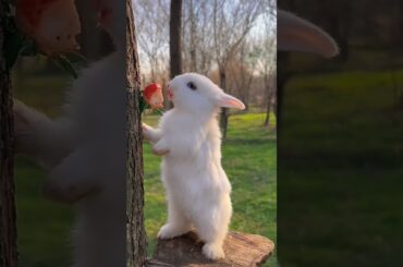 Cute Rabbit with kitten Competition#funny#short#viral#videos#2023.