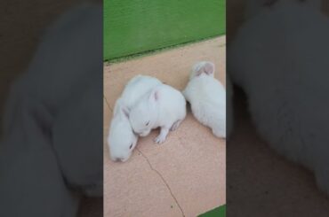 Small Baby Bunny #cute #bunny #shorts