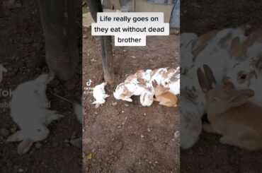 Life goes on #shorts #pets #rabbits #animals #yt #cutebaby #cute #rabbit