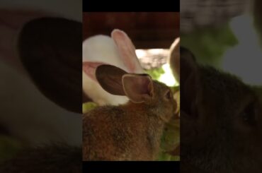 wow yummy gabage eating by cute rabbit #shorts