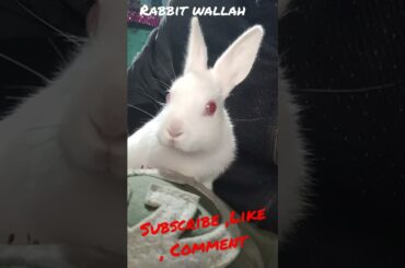 Bunny baby #godowndeh #babybunny #cutebaby #attitude #petbuddy #mylove #lovepets #rabbitwallah