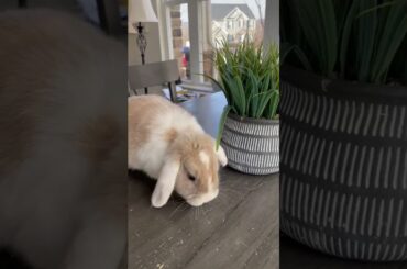 Cute bunny!!!