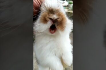 BABY BUNNY CRYING