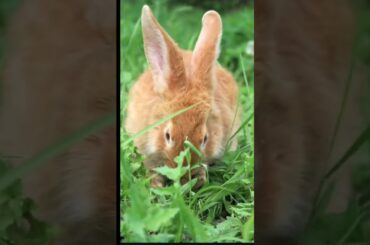 cute rabbit#shorts #rabbit