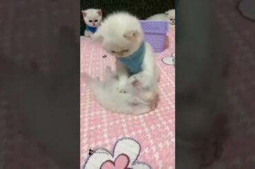 cute kitten | cute baby rabbit | #shortyt #catlover