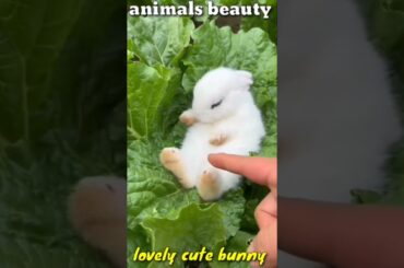 lovely cute bunny #trending #vidiotiktok #vidioviral #vidioshortviral #shorts
