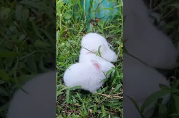 love baby bunnies #cute #bunny #shorts