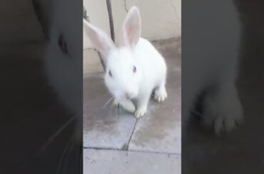 Cute Baby Rabbit|punnu|beautiful white Rabbit|2 month old|#rabbit #babyrabbit #rabbitfarming #viral