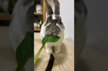 Cute Baby Bunny Eating Crunchy Food ASMR #shorts