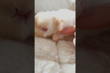 Cute Baby Bunny #short #shorts #viral #viralshorts #viralvideo #animal #animals #pet #pets #cute