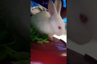 Cute rabbit|#PunnuTheRabbit #rabbitfuncorner #rabbitfunnyshorts #funny #cute #trending #viral #vlogs
