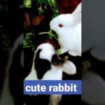 cute rabbit #shorts #youtubeshorts #rabbits #viral