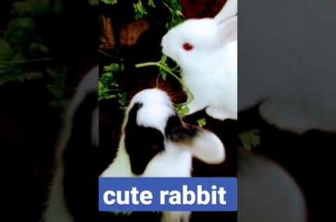cute rabbit #shorts #youtubeshorts #rabbits #viral