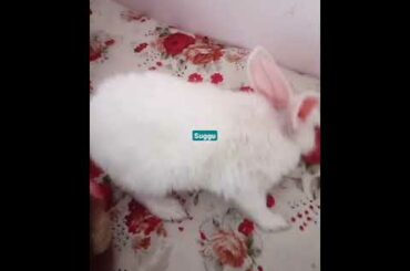 cute rabbit