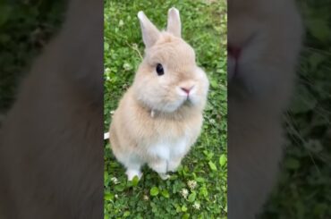 Cutest Rabbit Video #short #shorts #rabbit #bunny #animal #animals #pets #pets #viral #viralvideo
