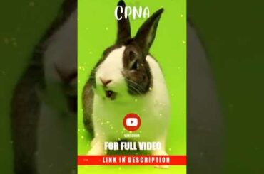 cute bunny #short #shorts #youtubeshorts #shortvideo #viral