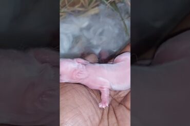 Cute Baby Bunny #shorts #youtubeshorts #babybunny #cute