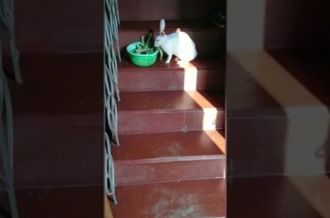 Cute Puchan #short #putuandtitli #shortvideo #bunny #cute #rabbit #viral