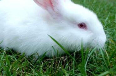 Amazing video of very cute and cute rabbit.