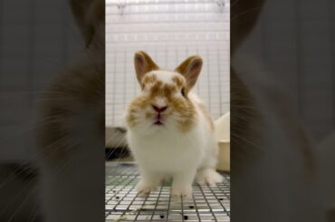 Cute Rabbit #short #shorts #shortvideo #viral #viralshorts #viralvideo #shortsfeed #cute #baby #pets