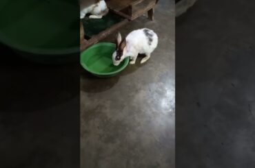 cute bunny