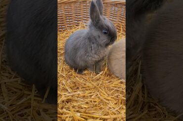 How beautiful! Merry Christmas! #shorts #rabbit #bunny #cute #baby #christmas