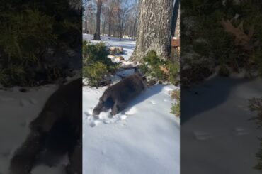 CUTE BUNNY IN THE SNOW!! Willie just enjoying herself!!