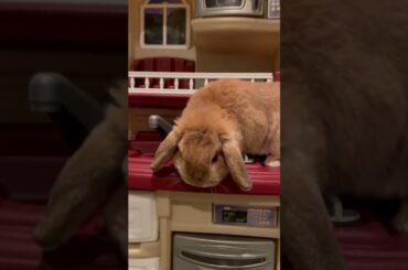 Cute bunny!!!