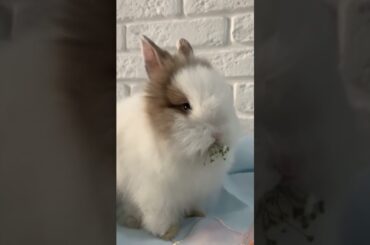 #cute rabbit# cute cat                            #shorts