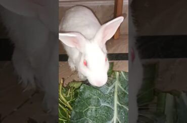 cute rabbit chinu #shorts #rekhavlog #youtubeshorts #youtubefeed #youtubeshortsfeed #rabbit #bunny