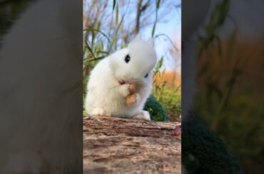 A cute bunny #animals #viral