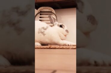 Cute bunny #stretching and #yawning