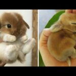 Rabbit baby moment in garden|| by cutest animals baby #animals #cute #adorable #babies #dog #rabbits