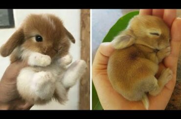 Rabbit baby moment in garden|| by cutest animals baby #animals #cute #adorable #babies #dog #rabbits