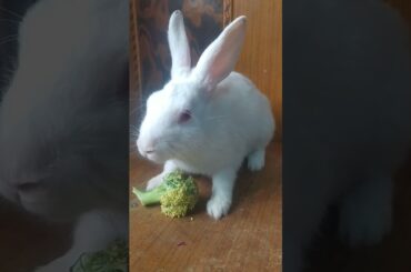 #rabbit,#shorts, Cute Baby Rabbit is eating Brocolli.