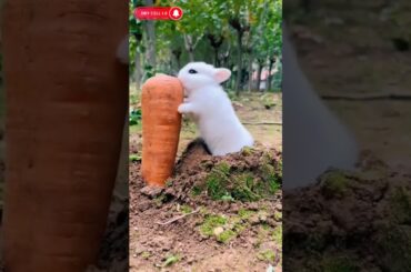 how funny_Lovely cute bunny _shorts