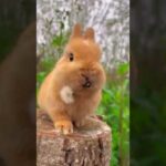 cute rabbit #shorts #youtubeshorts #youtubevideos