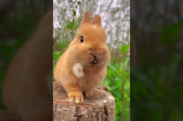 cute rabbit #shorts #youtubeshorts #youtubevideos